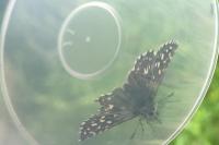 Pyrgus malvae