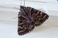 Euclidia mi