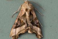 Phlogophora meticulosa