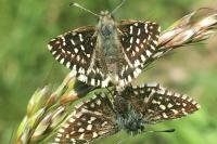 Pyrgus malvae