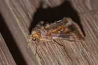 Chrysodeixis chalcites