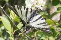 Iphiclides podalirius