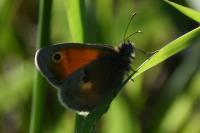 Coenonympha pamphilus