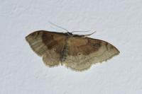 Idaea degeneraria