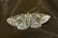 Cleorodes lichenaria