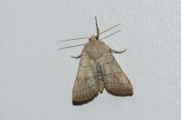 Charanyca trigrammica