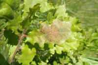 Acrocercops brongniardella