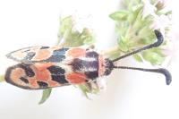 Zygaena fausta