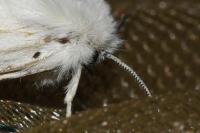 Spilosoma lubricipeda
