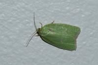 Tortrix viridana