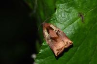 Archips podana
