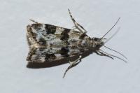Eudonia delunella
