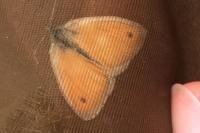 Coenonympha pamphilus
