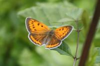Lycaena dispar