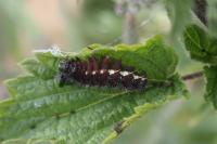 Vanessa atalanta