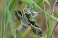 Proserpinus proserpina