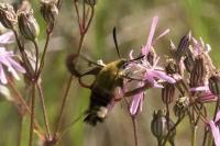 Hemaris fuciformis