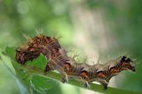 Polygonia c-album
