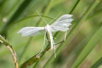 Pterophorus pentadactylus