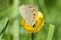 Lycaena phlaeas