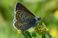 Aricia agestis