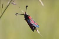 Zygaena sarpedon