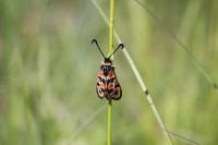 Zygaena fausta