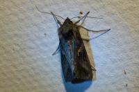 Autographa gamma