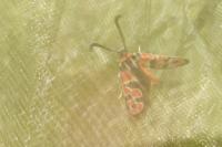 Zygaena fausta