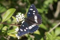 Limenitis reducta