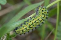 Saturnia pavonia