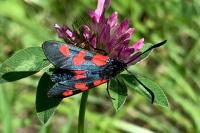 Zygaena trifolii