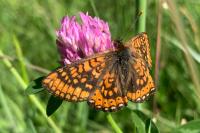 Euphydryas aurinia