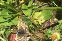 Pyrgus malvae