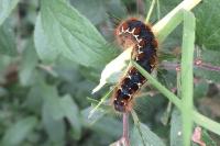 Eriogaster lanestris