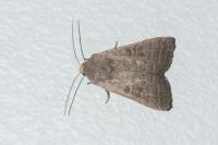 Hoplodrina ambigua