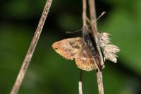 Carcharodus alceae alceae