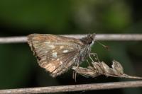 Carcharodus alceae alceae
