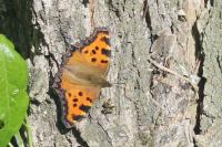 Nymphalis polychloros