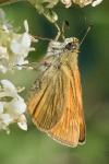 Ochlodes sylvanus