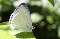 Celastrina argiolus