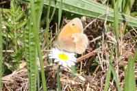 Coenonympha pamphilus