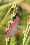 Tyria jacobaeae