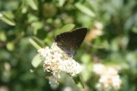 Satyrium ilicis