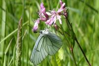 Aporia crataegi