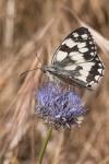 Melanargia galathea