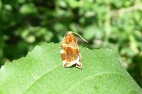 Archips xylosteana