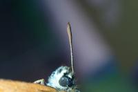 Thymelicus sylvestris