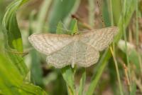 Idaea macilentaria
