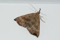 Hypena proboscidalis